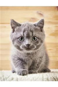 Cute Kitten