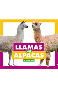 Llamas and Alpacas