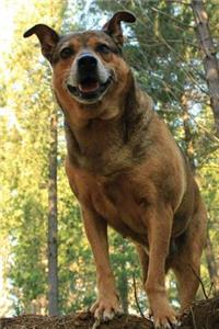 Happy Mixed Breed Black and Tan Dog in the Park Pet Journal