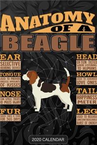 Anatomy Of A Beagle