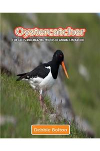 Oystercatcher: Fun Facts and Amazing Photos of Animals in Nature