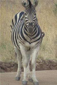 Zebra Notebook