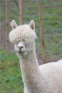 Alpaca