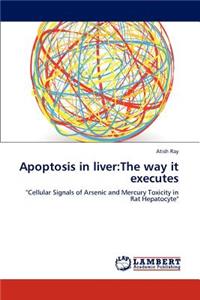 Apoptosis in Liver