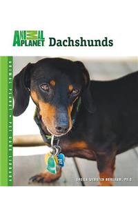 Dachshunds