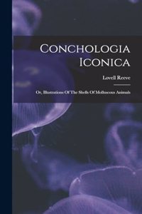 Conchologia Iconica