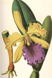 Cattleya Dowiana Orchid Flower Journal