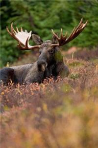 Moose in the Tall Grass Animal Journal