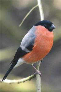 Eurasian Bullfinch Bird Journal