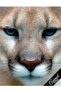 Animal Notebook Collection