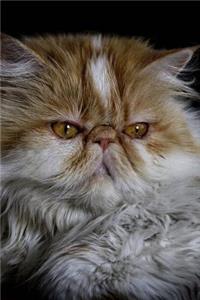 Orange and White Persian Cat Portrait Pet Journal