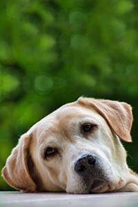 Labrador Retriever Dog Pup Puppy Doggie Notebook Bullet Journal Diary Composition Book Notepad - Very Bored