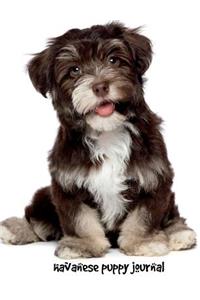 Havanese Puppy Journal