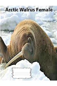 Arctic Walrus Female Wideruledlinepaper Composition Book