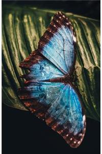 Blue Butterfly Journal