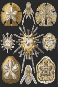 Haeckel Scientific Biological Art Notebook