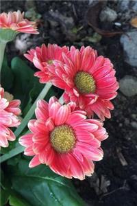 Plantings Notebook