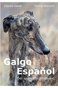 Galgo Espaol