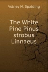 THE WHITE PINE PINUS STROBUS LINNAEUS