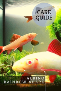Albino Rainbow Shark