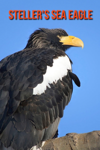 Steller's Sea Eagle