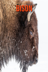 Bison