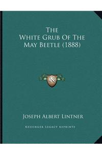 The White Grub Of The May Beetle (1888)