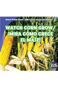 Watch Corn Grow / ¡Mira Cómo Crece El Maíz!