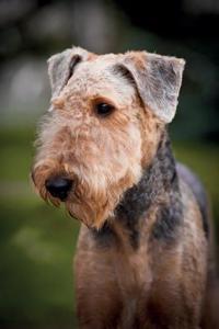 Airedale Terrier Notebook & Journal. Productivity Work Planner & Idea Notepad: Brainstorm Thoughts, Self Discovery, to Do List