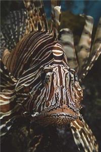 The Lion Fish Journal