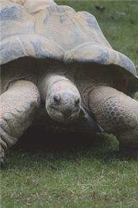Giant Galapagos Tortoise Journal