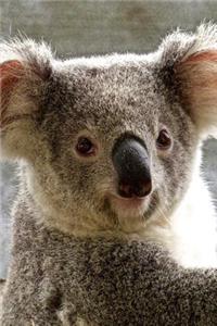 Adorable Koala Bear (Phascolarctos cinereus) Australia Journal