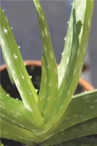The Aloe Vera Potted Plant Journal
