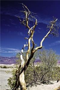 A View of a Gnarled Tree in the Desert in Death Valley Journal