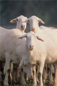 Farm Journal Cute Sheep Herd