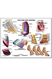 Equine Foot and Hoof Wall Chart