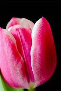 Tulip Notebook