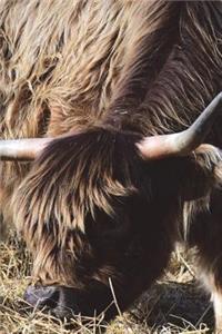 Galloway Cow Grazing Alone Journal