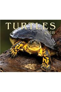 Turtles 2018