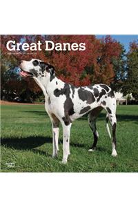 Great Danes International Edition 2021 Square Btuk