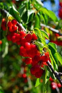 Ripe Cherries on the Tree in California Journal
