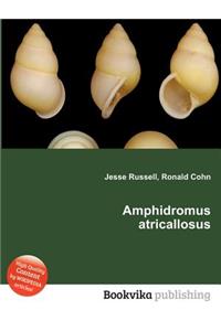 Amphidromus Atricallosus