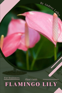 Flamingo Lily