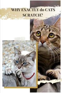 WHY EXACTLY dо CATS SCRATCH?