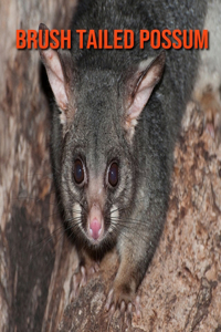 Brush Tailed Possum