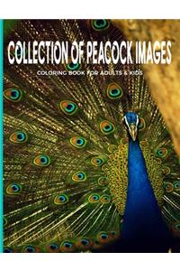 Collection Of Peacock Images Coloring Book For Adults & Kids