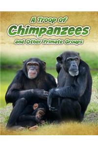 A Troop of Chimpanzees