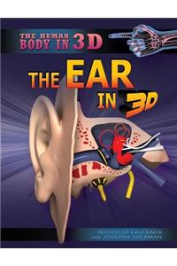 Ear in 3D