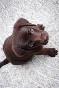 Labrador Retriever Puppy Dog Journal