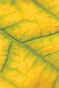 Autumn's Creep Journal